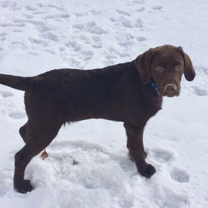 Meet your Posher, Christopher